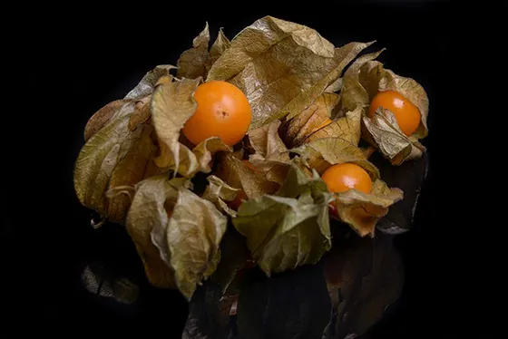 Physalis