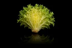 Frisée