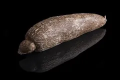 Manioc