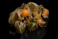 Physalis