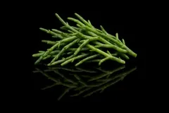 Salicorne