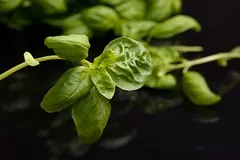 Basilic