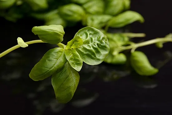 Basilic