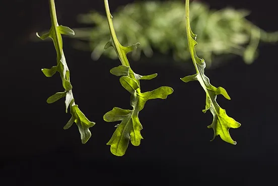 Roquette